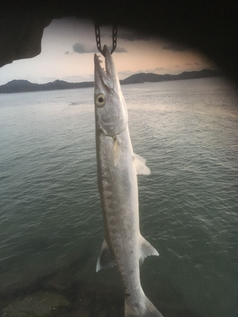 オニカマス