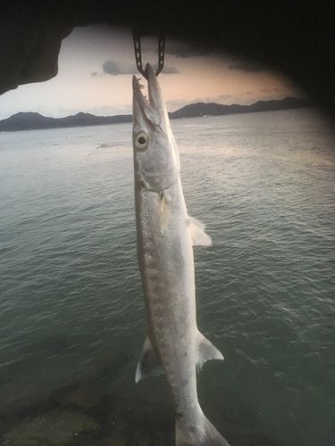 オニカマスの釣果