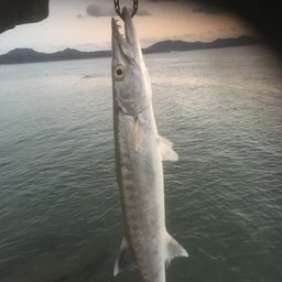 オニカマス