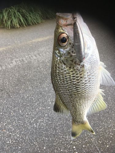 オオクチユゴイの釣果