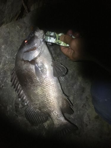 クロコショウダイの釣果