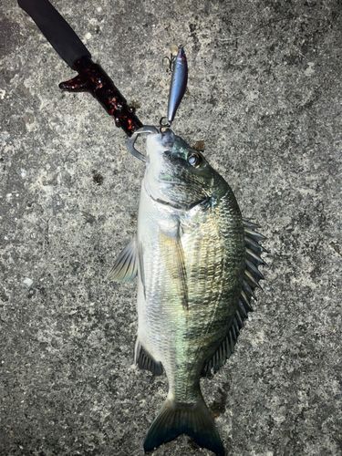 ミナミクロダイの釣果