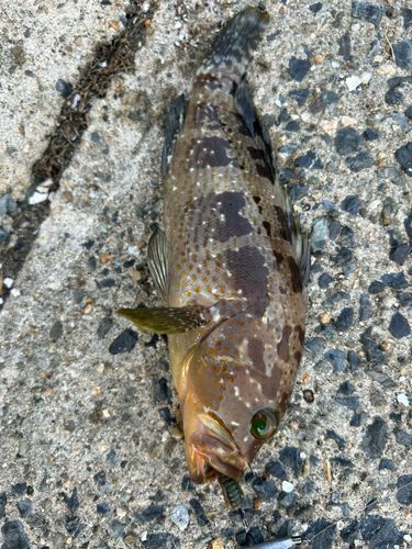アコウの釣果