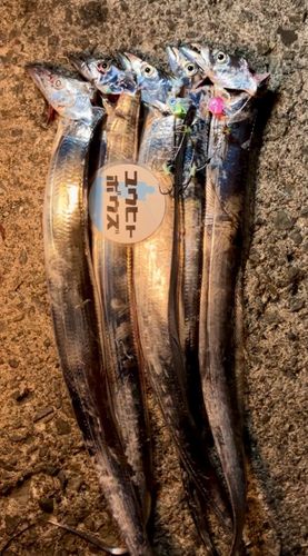 タチウオの釣果