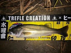 シーバスの釣果