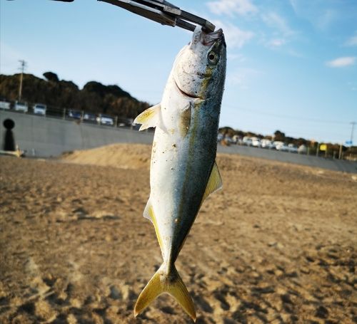 ワカシの釣果