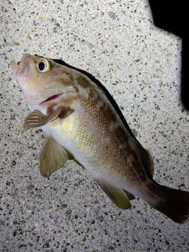エゾメバルの釣果