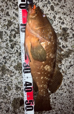アコウの釣果