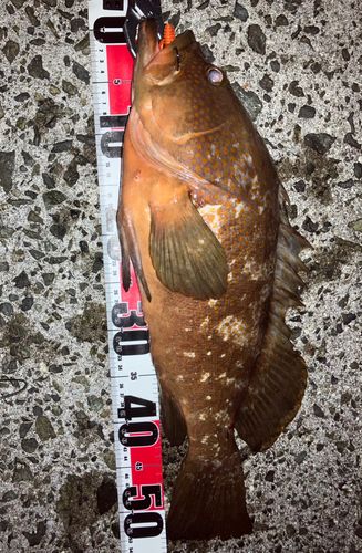 アコウの釣果