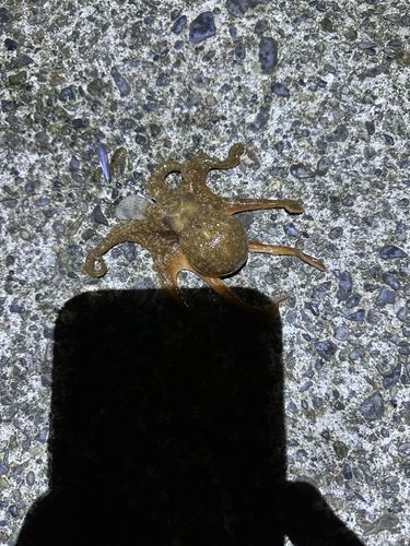タコの釣果