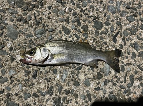 セイゴ（マルスズキ）の釣果