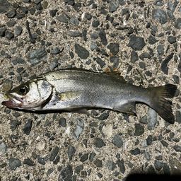 セイゴ（マルスズキ）