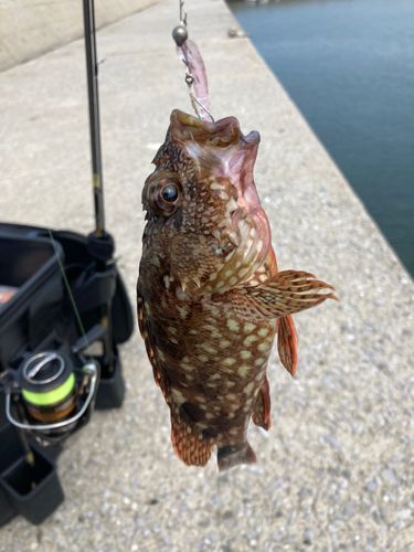 カサゴの釣果