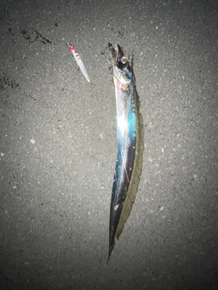 タチウオの釣果