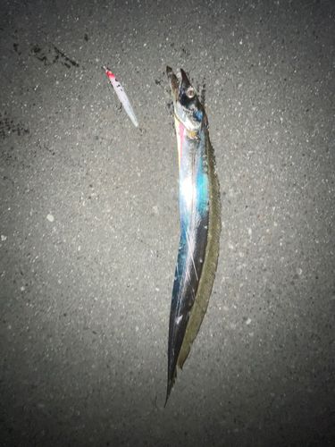 タチウオの釣果
