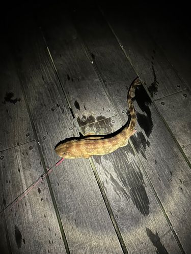 サメの釣果