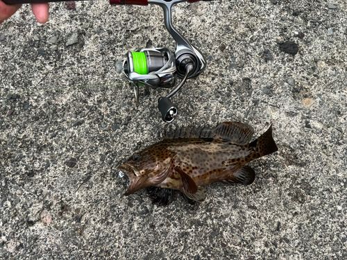 オオモンハタの釣果