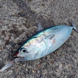 ソウダガツオ