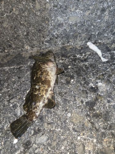 釣果