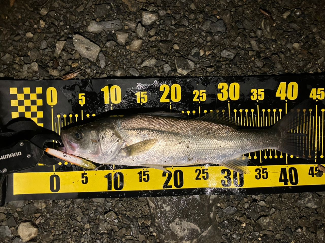 フッコ（マルスズキ）