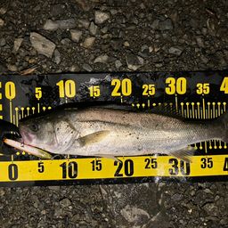 フッコ（マルスズキ）