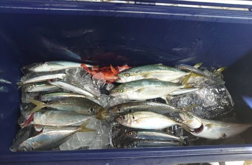 ワカシの釣果