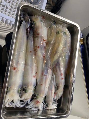 シロイカの釣果