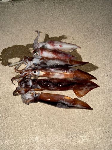 ケンサキイカの釣果