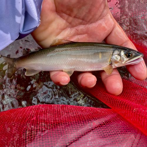 アユの釣果