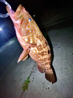 キジハタの釣果