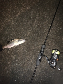 セイゴ(ヒラスズキ)の釣果