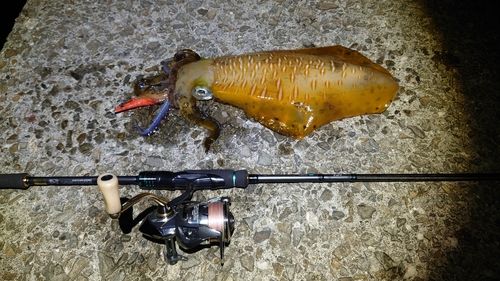 アオリイカの釣果