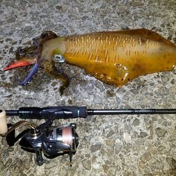 アオリイカ