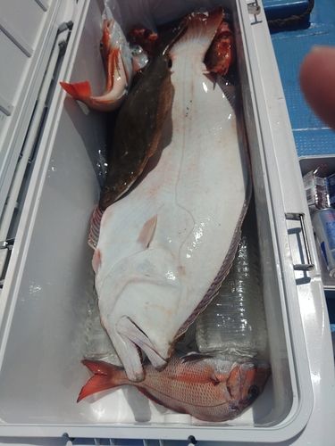 ヒラメの釣果