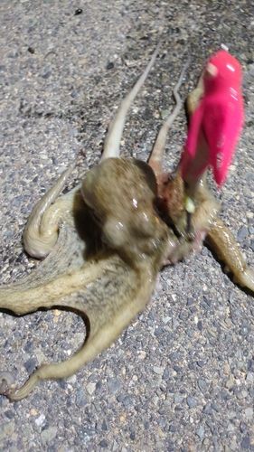 マダコの釣果