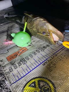 マナマズの釣果