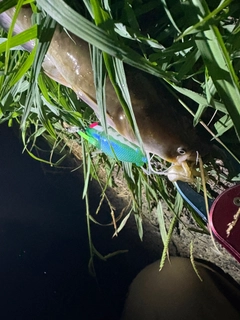マナマズの釣果