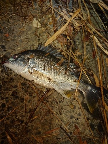 キビレの釣果