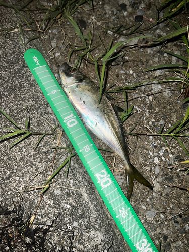 マアジの釣果