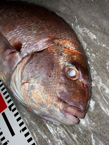 タイの釣果