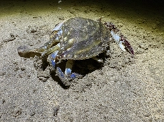 タイワンガザミの釣果