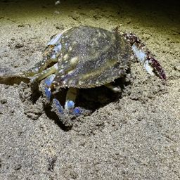 タイワンガザミ