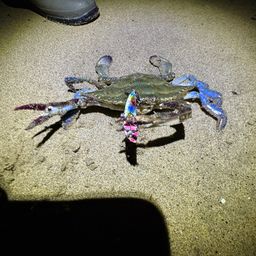 タイワンガザミ