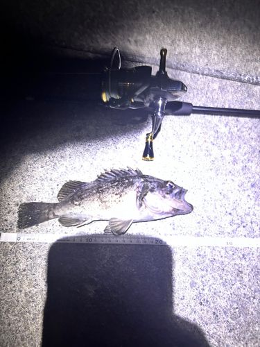 ソイの釣果