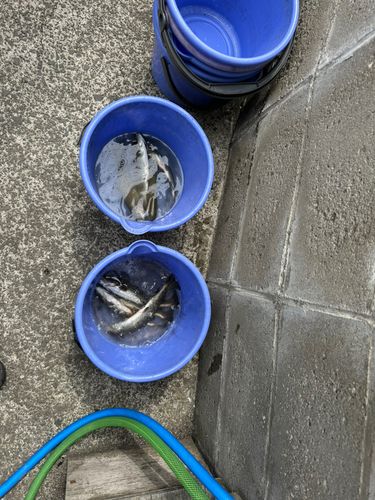 ニジマスの釣果