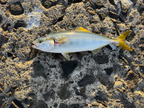 フクラギの釣果
