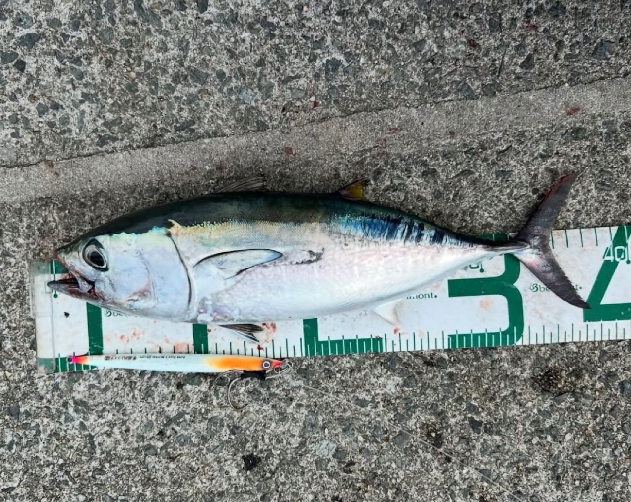 コシナガマグロ