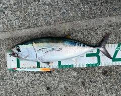 コシナガマグロの釣果