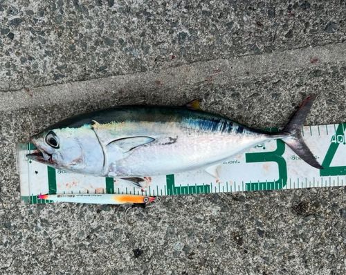 コシナガマグロの釣果