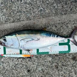 コシナガマグロ